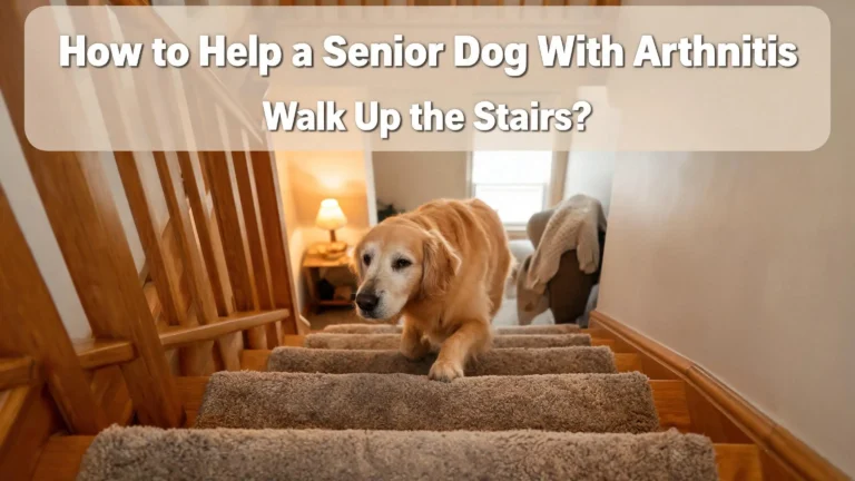 How to Help a Senior Dog With Arthritis Walk Up the Stairs?