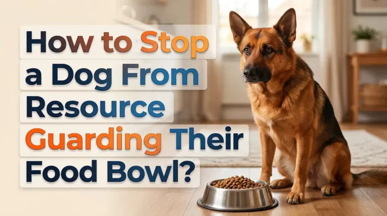 How to Stop a Dog From Resource Guarding Their Food Bowl?