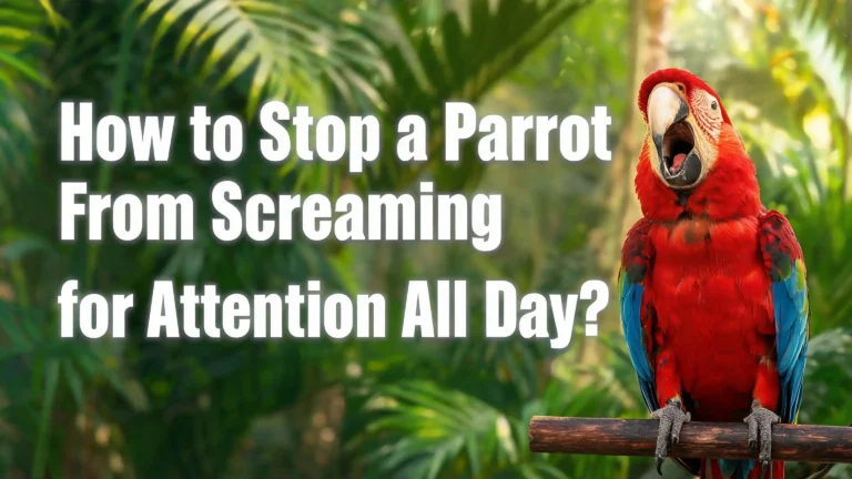 How to Stop a Parrot From Screaming for Attention All Day?