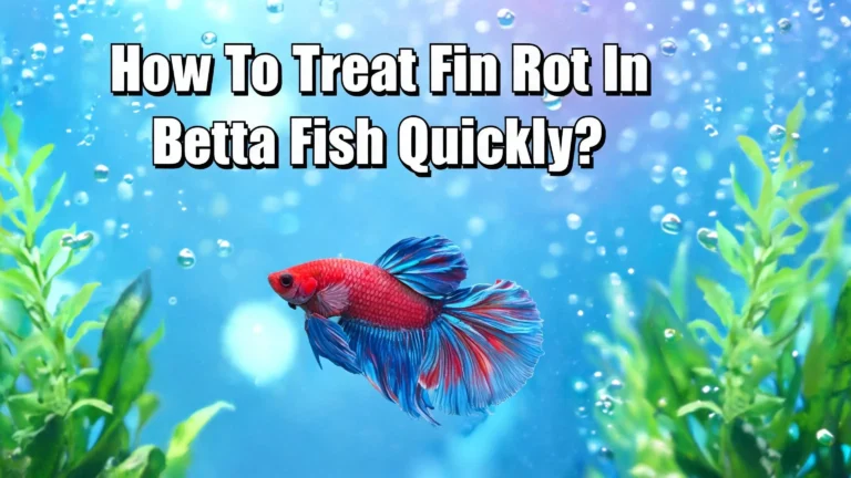 How To Treat Fin Rot In Betta Fish Quickly?