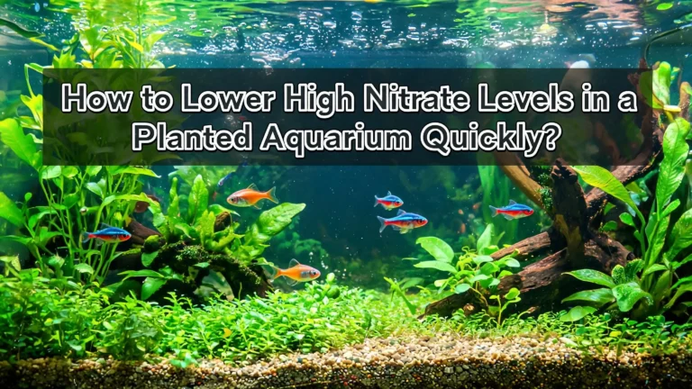 How to Lower High Nitrate Levels in a Planted Aquarium Quickly?
