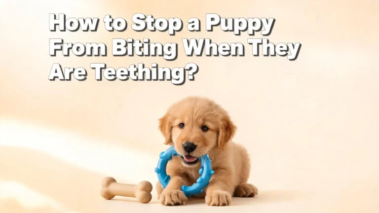How to Stop a Puppy From Biting When Teething?
