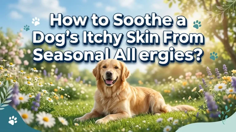How to Soothe a Dog’s Itchy Skin From Seasonal Allergies?