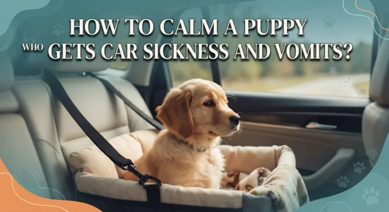How to Calm a Puppy Who Gets Car Sickness and Vomits?