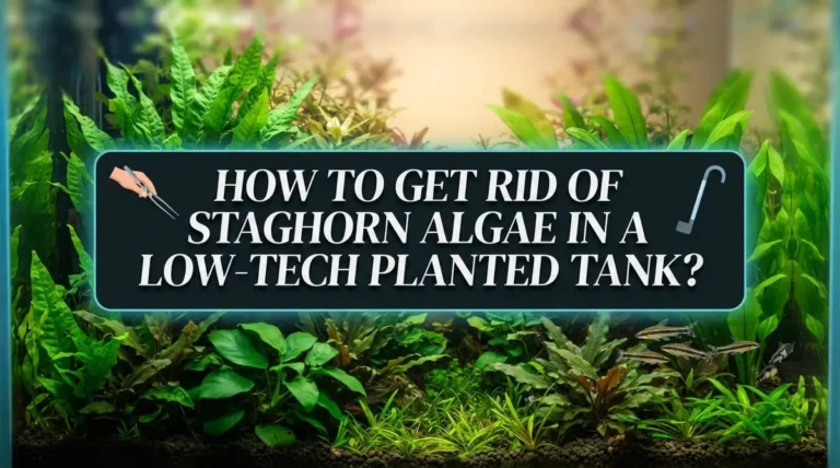 How to Get Rid of Staghorn Algae in a Low-Tech Planted Tank?
