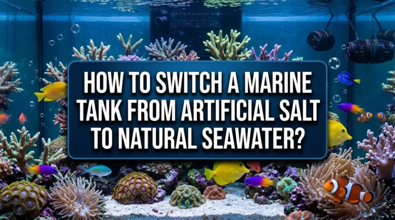 How to Switch a Marine Tank From Artificial Salt to Natural Seawater?
